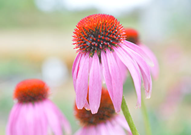 自然素材へのこだわり