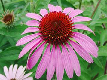 Echinacea