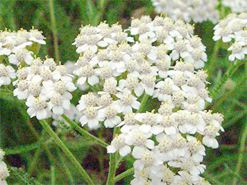 Yarrow