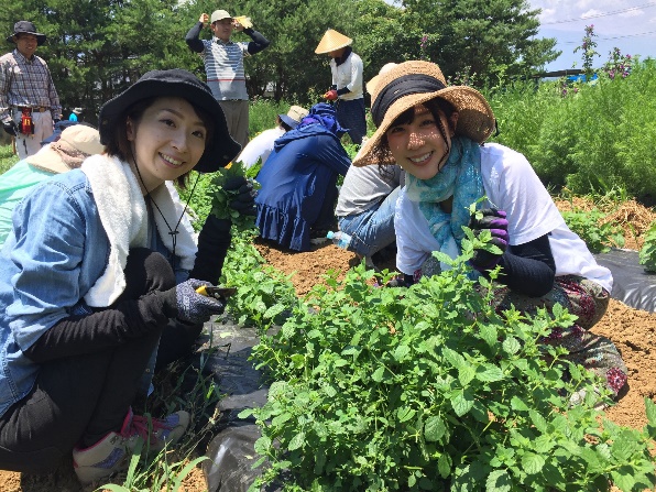 レモンバーム 爽やかな香りとともに収穫