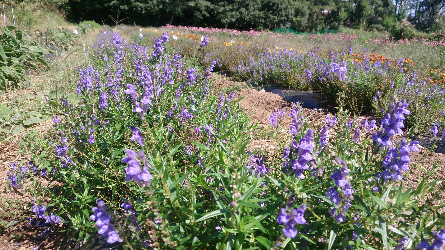 ⑦オウゴンの花