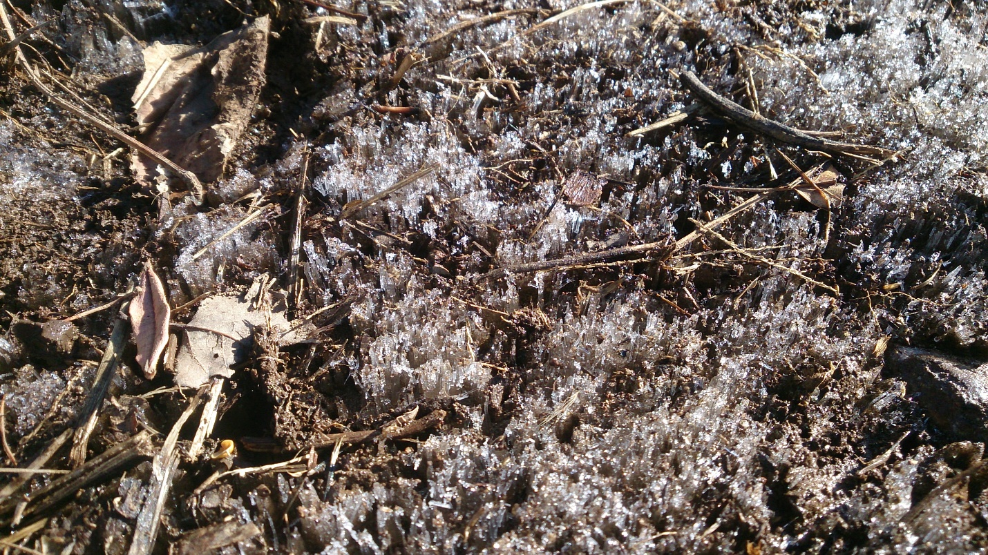 圃場に広がる霜柱