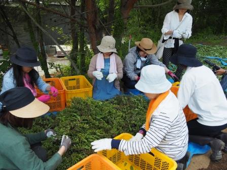 セージ開花後の花茎切除や葉の収穫・選別