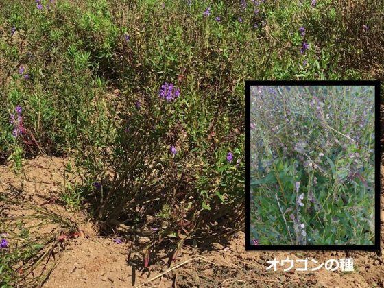 収穫直前のオウゴン