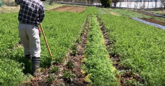 【農場だより】通路緑化でハーブ元気に