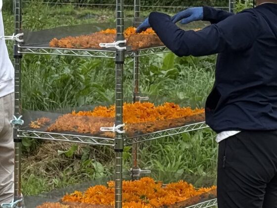 【農場だより】有機ハーブの収穫体験！大自然に癒された一日