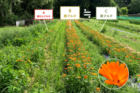 【農場だより】収穫量がこんなに･･･