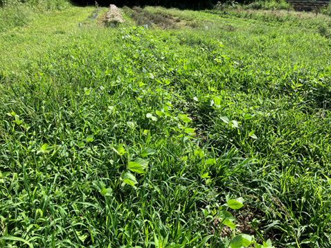 【農場だより】畑の肥沃化チャレンジ 夏バージョン