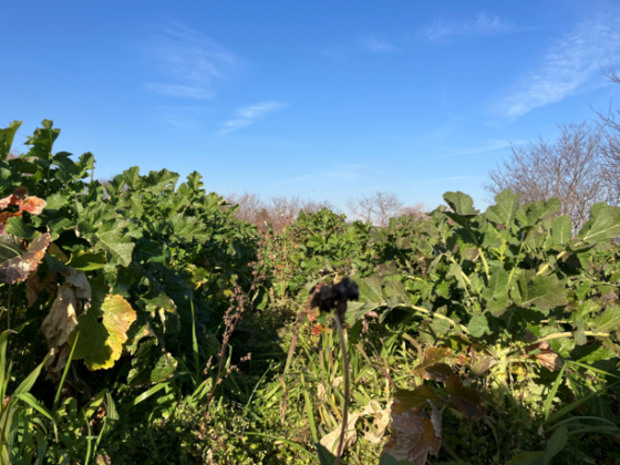 【農場だより】乾燥季節に大きな差異