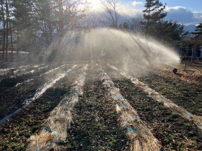 【農場だより】稲わらマルチについて
